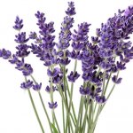 levendula_small