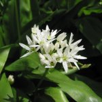medvehagyma_allium_ursinum-balatoninyugalom.hu